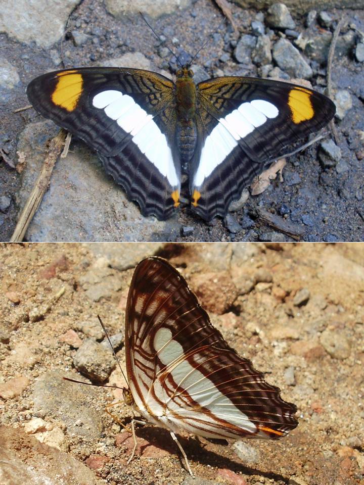 FIGURE 2 FIGURE 2